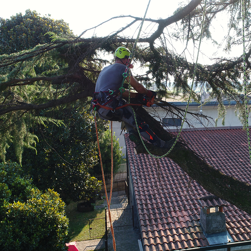 tree climbing potatura